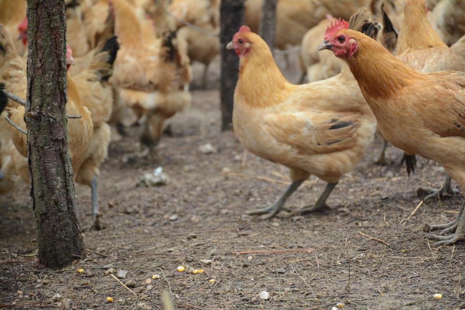 Chicken Forest