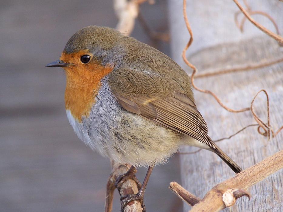 Robin Just
