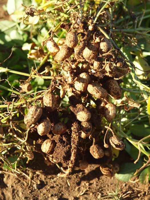Peanuts Nicaragua