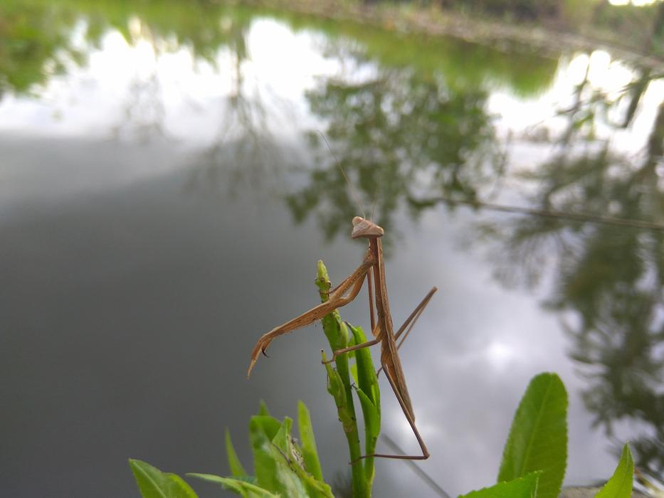 Animals Water Plants
