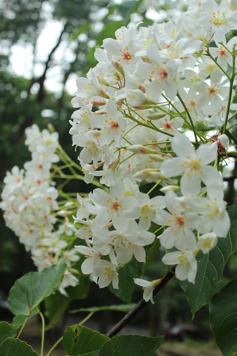 Tung Flowers Taiwan Wu