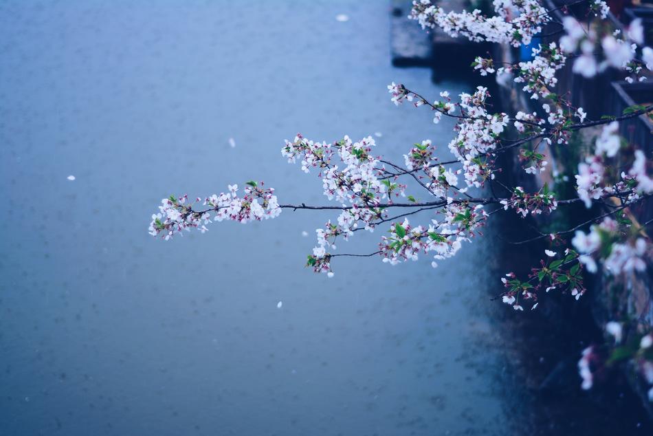 Spring Rain Flowers Cherry