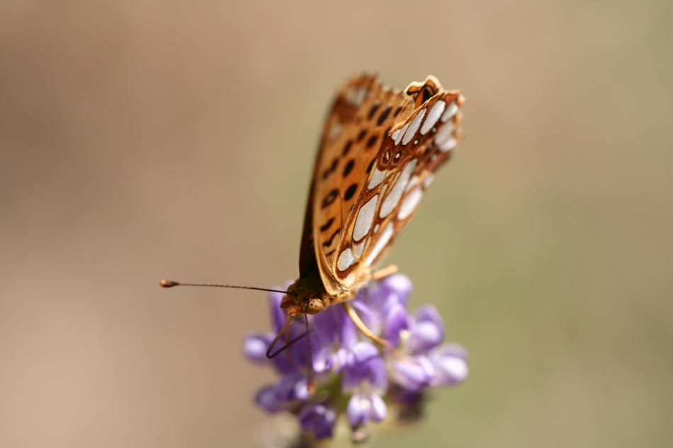 Butterfly orange nice purple flower