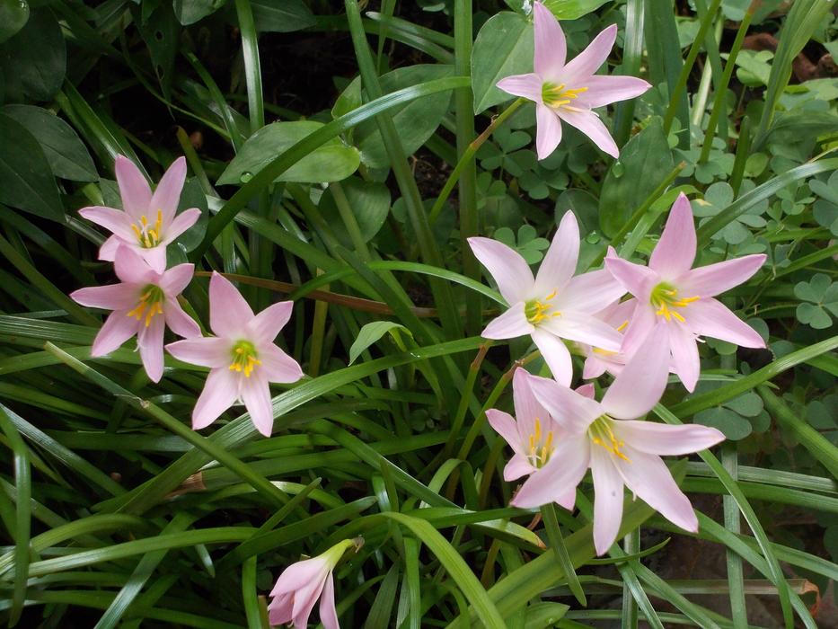 little flowers on the grass