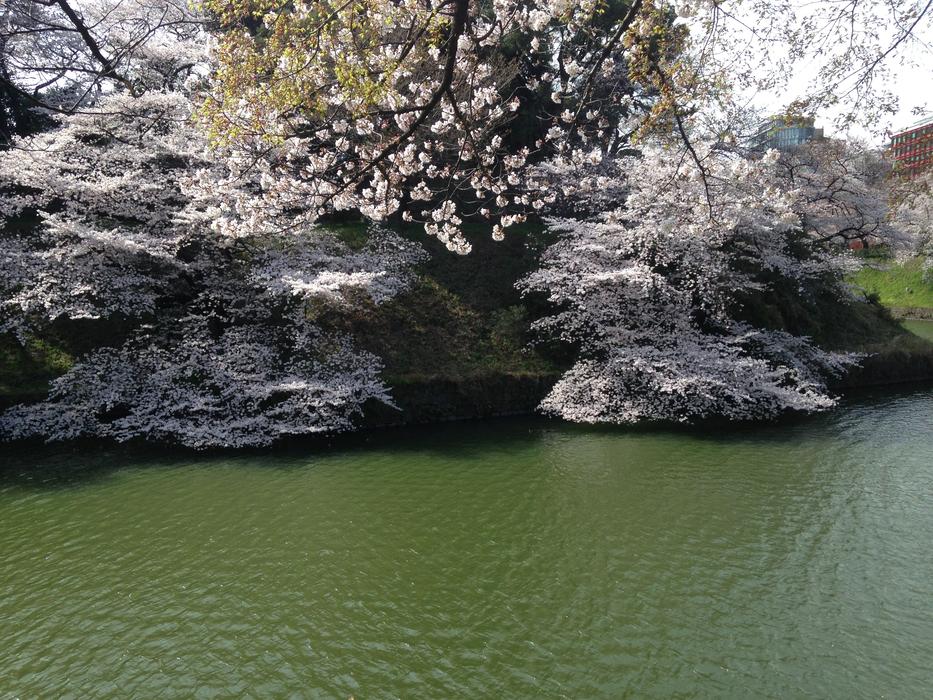 Cherry Blossoms Pond Spring