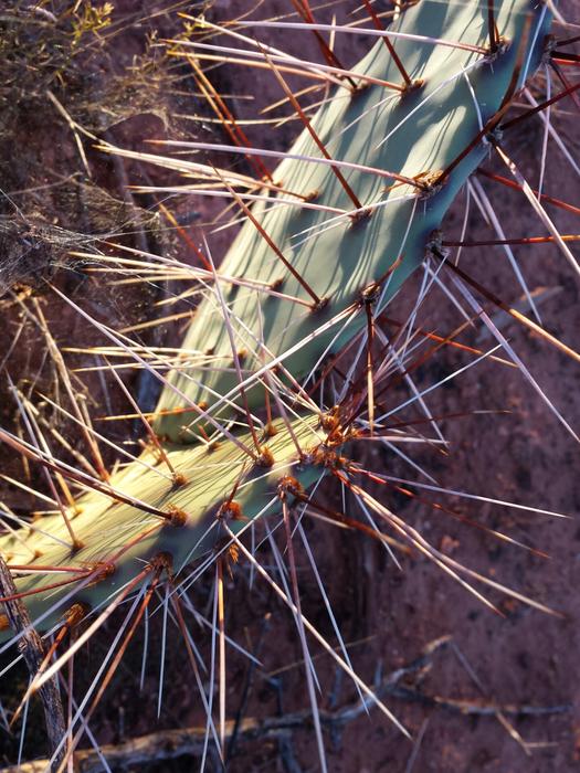 thorny cactus in the desert