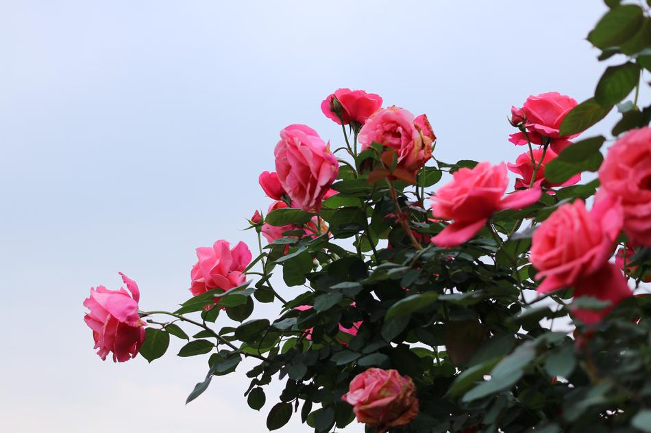 Rose Association Of Spring