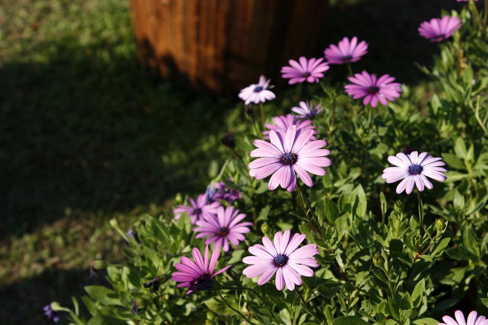 Blue Eyed Daisy Pink Purple