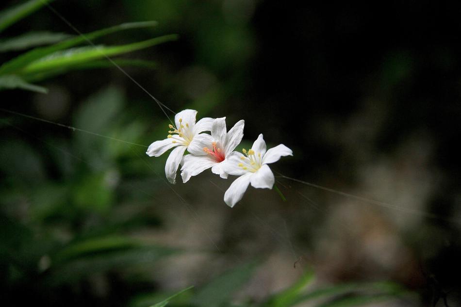 Tung Flowers White Playboy Spider
