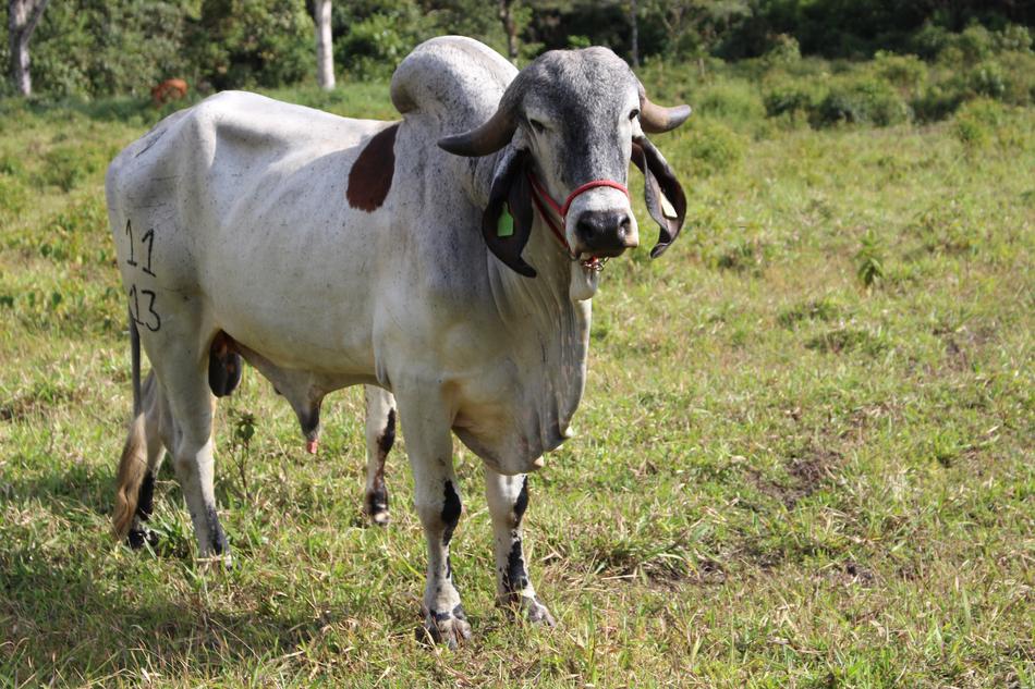 Cow Bullock