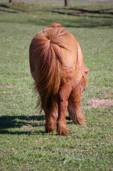 brown fluffy pony in the meadow