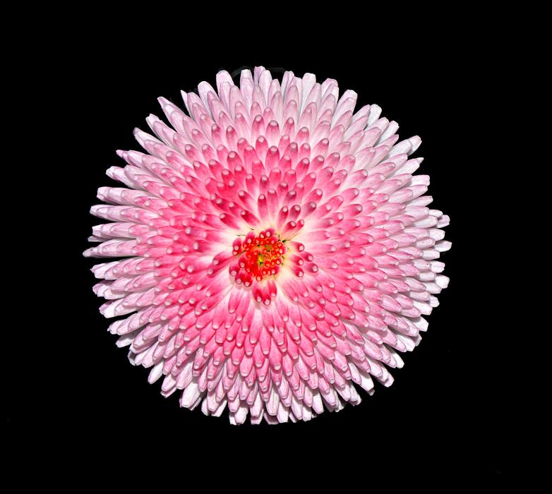 large pink flower on a black background