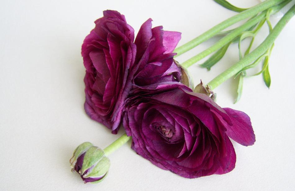 Cut Flower Goldilocks Purple