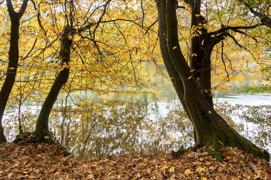 Autumn On The River