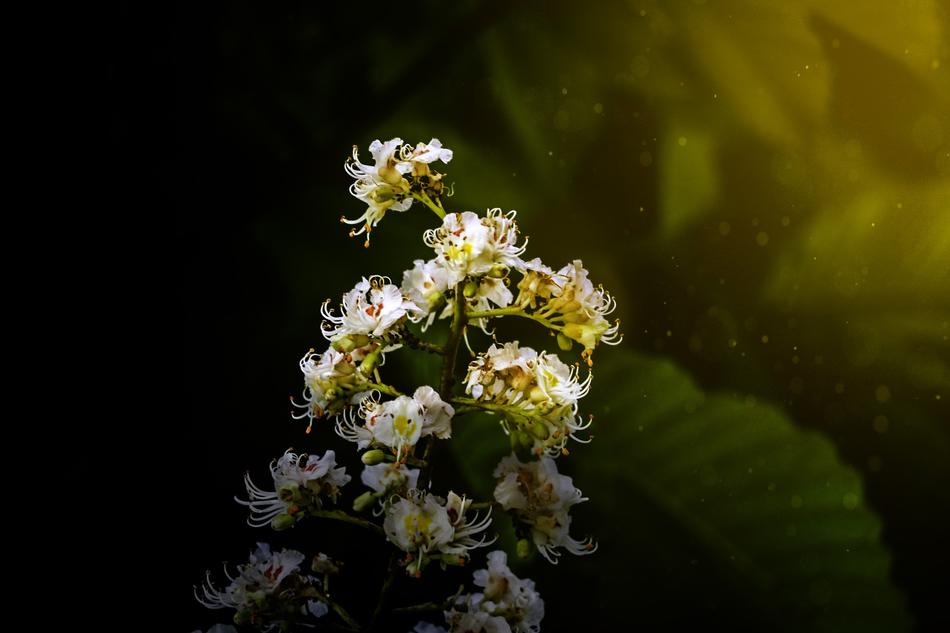 Flowers Visual Composer