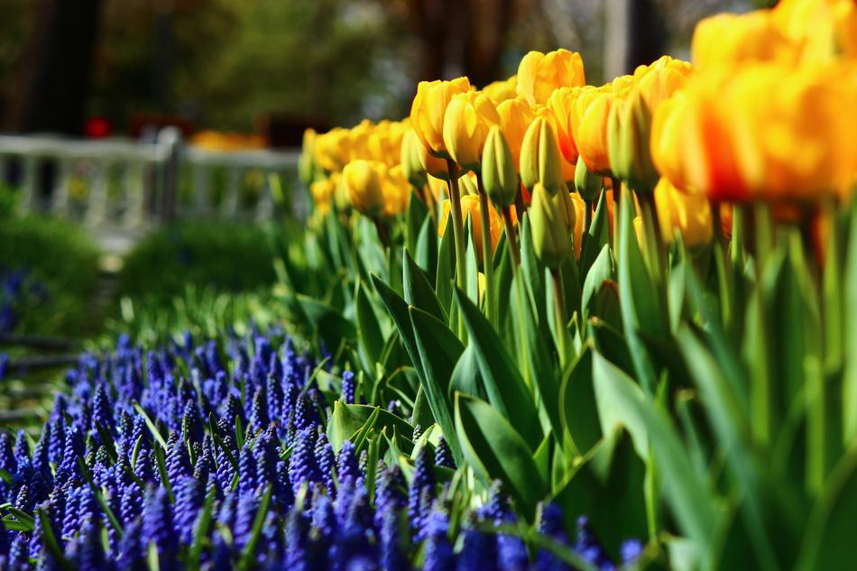 Regular Tulips Spring Konya