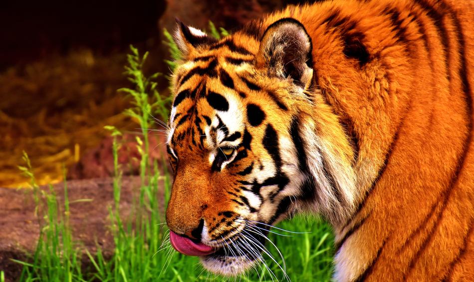 big tiger
