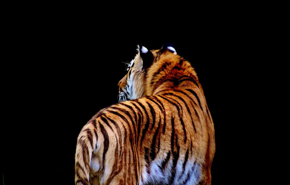 Tiger Predator Fur
