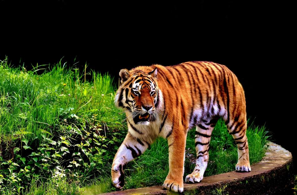 Tiger Predator Fur