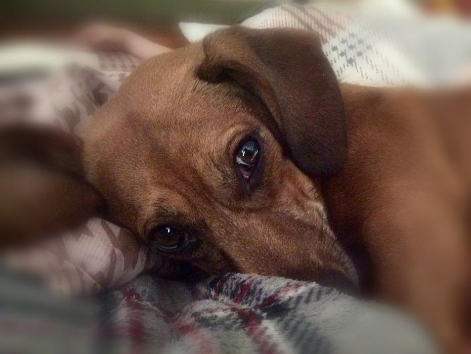 sad sleeping little dog