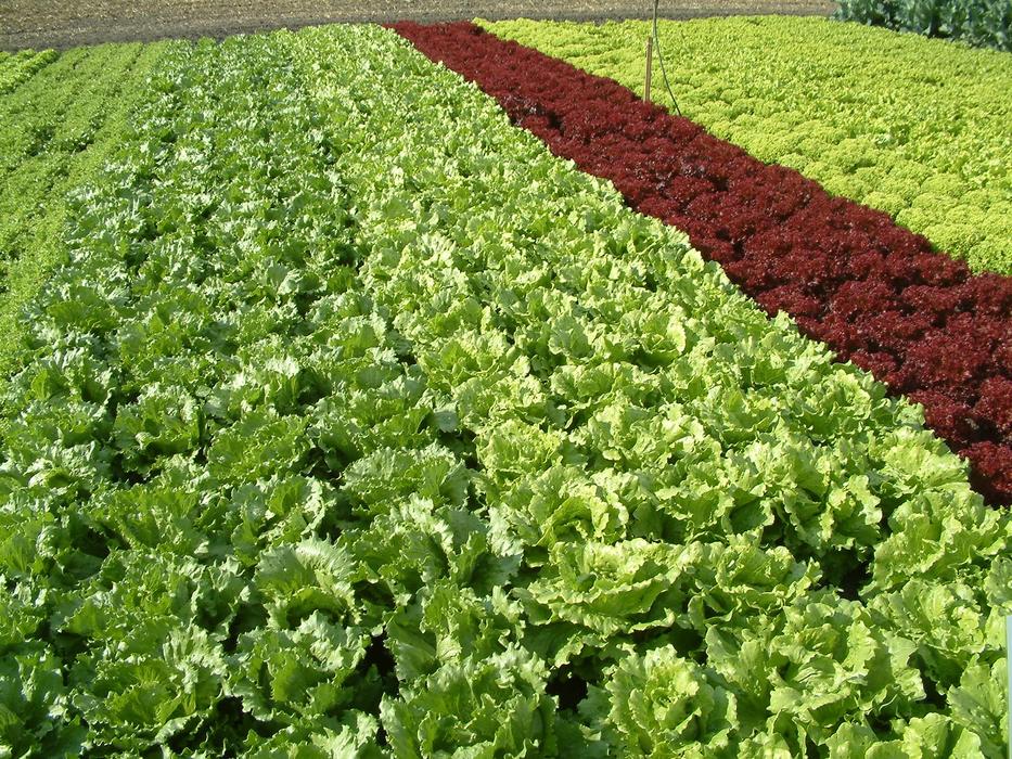 Salad Land Growing