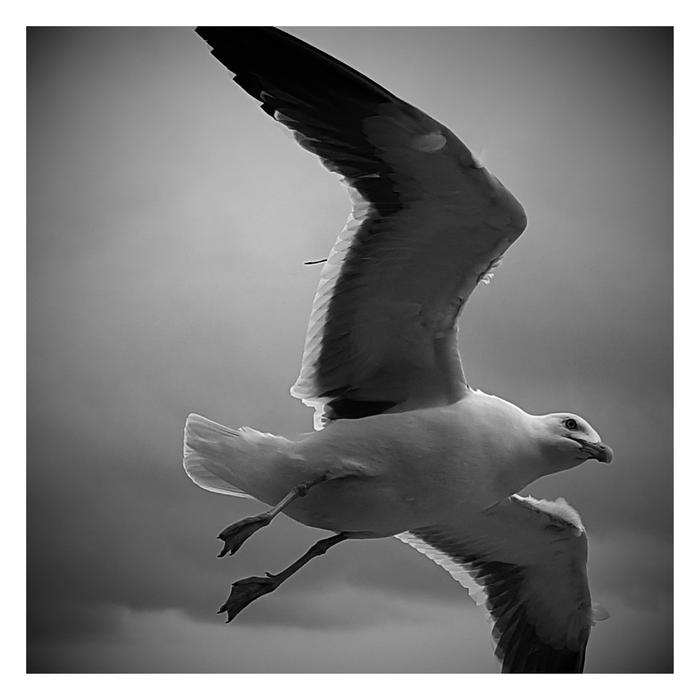 Seagull