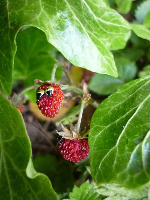 Funny Strawberry Wild