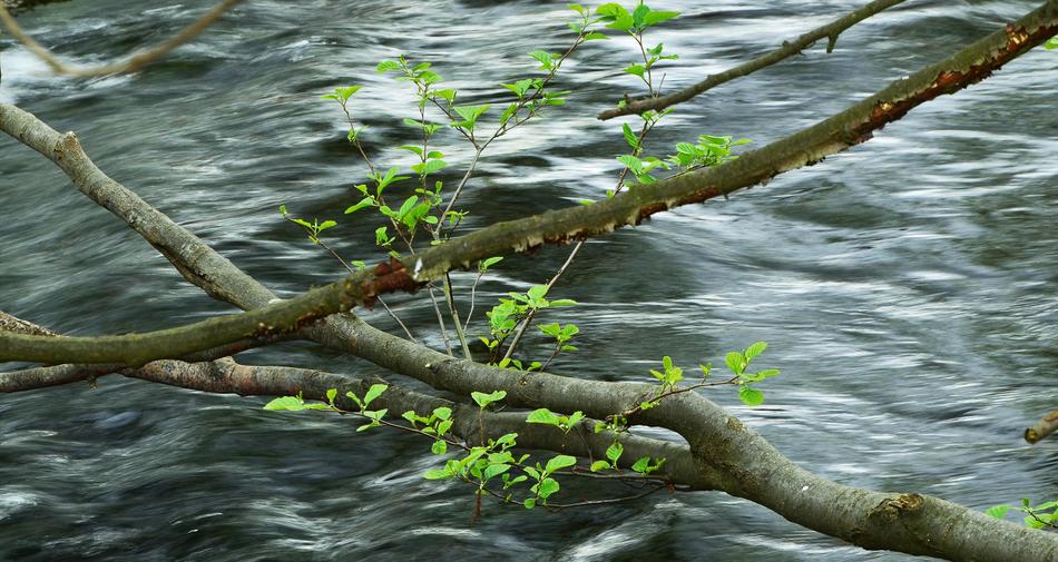 Water Aesthetic Young Green