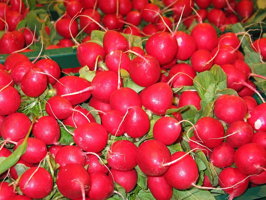 Delicious radish harvest