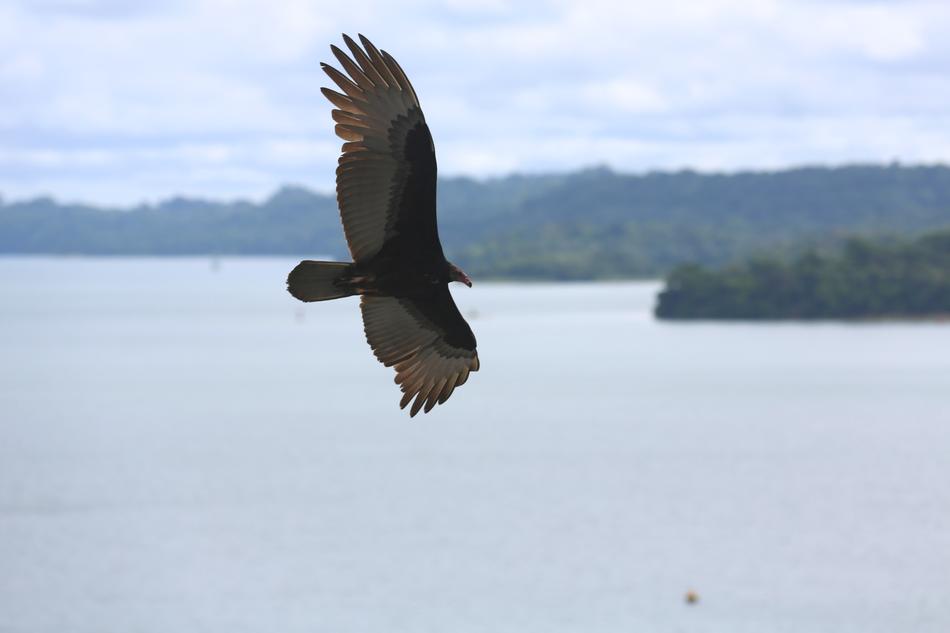 Ãguila Eagle Bird at flight