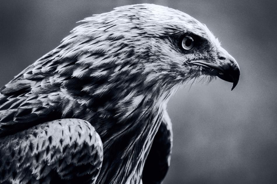 Bird Milan Black And White