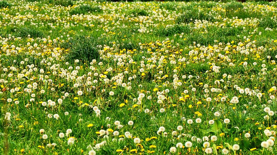 Meadow