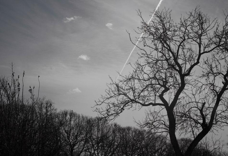Black White view nature