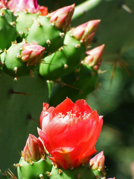 Cactis Shovels Cactus Flower