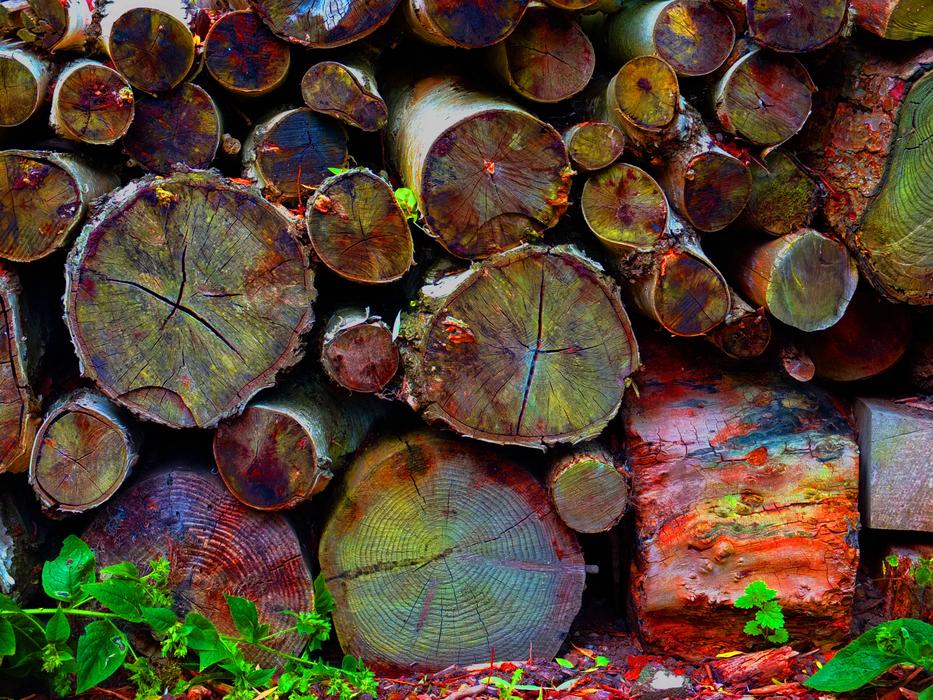 tree logs in colored crayons