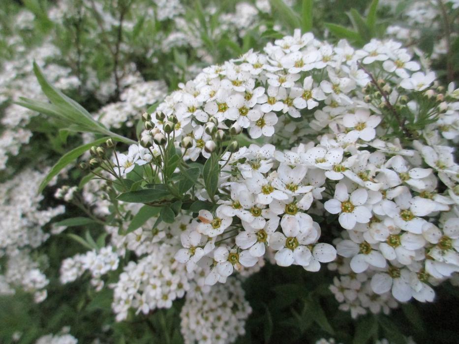 Spring Flowers Spirea