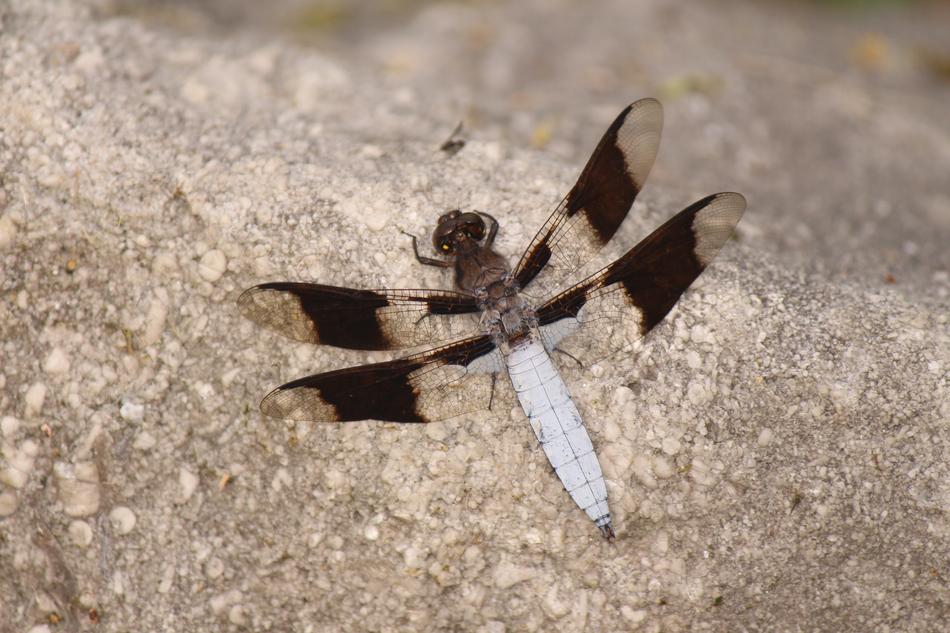 Dragonfly Insect sand