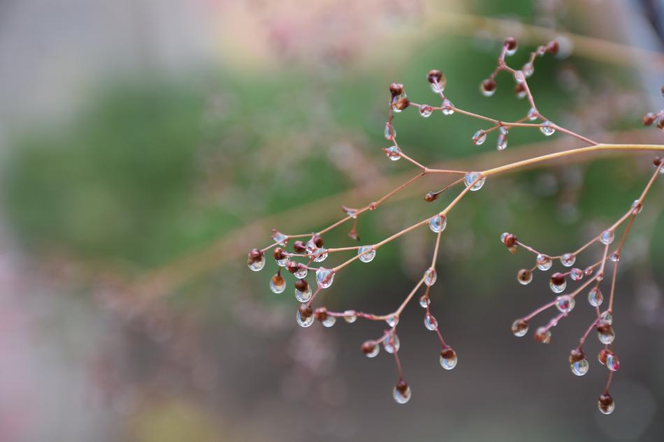 Water Droplets Rain
