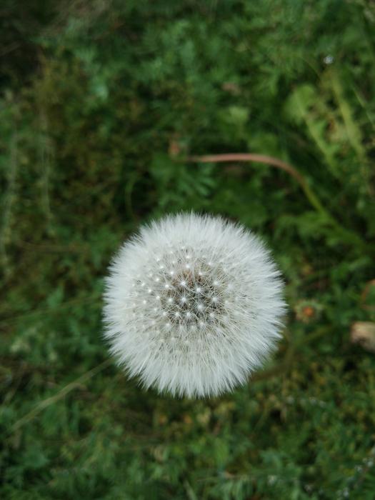 Dandelion White