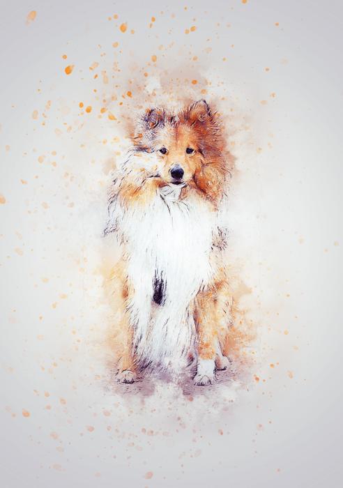 dog sitting shetland art abstract
