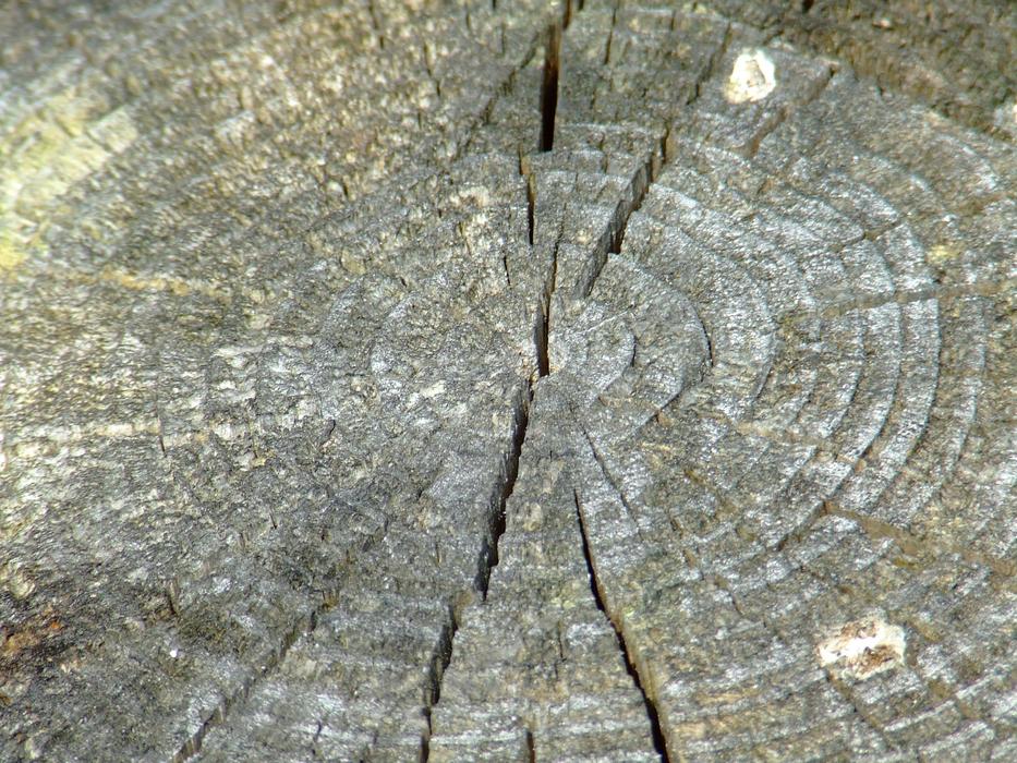 old broken stump