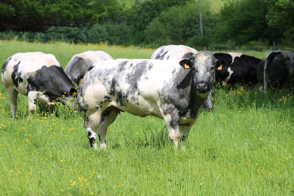 cute cows on the grass