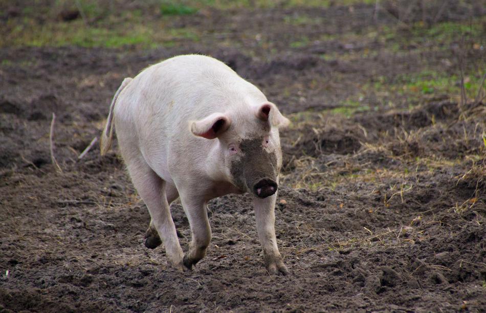 Pig Farm Dirty