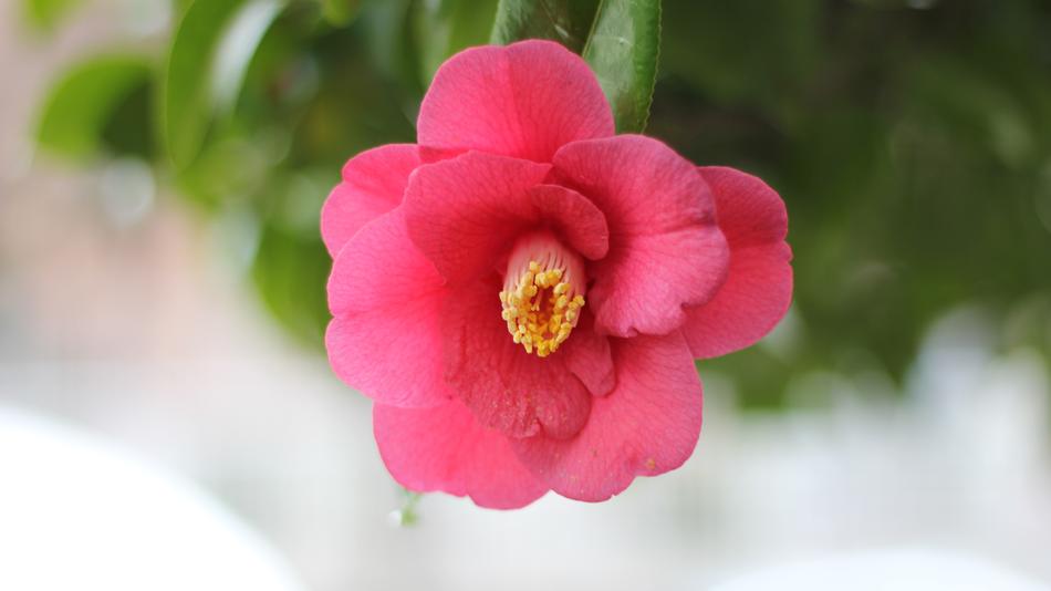 Camellia Affix
