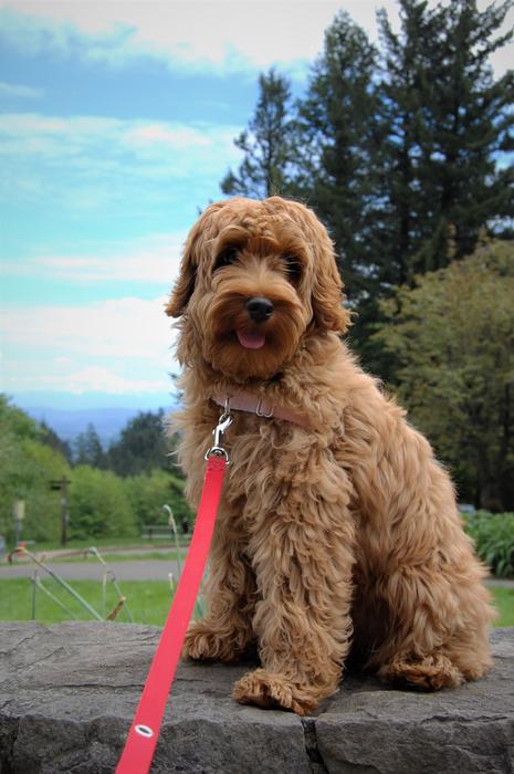 Hood Puppy Labradoodle