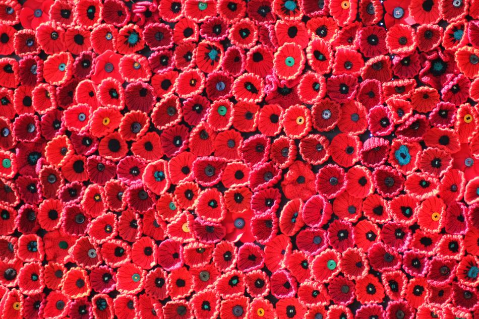 background of red decorative poppies