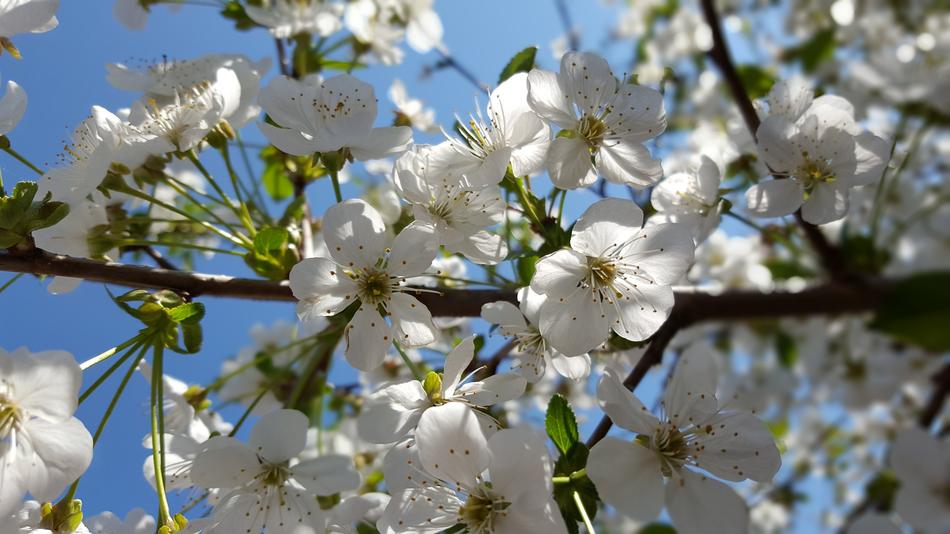 Cherry Tree Blossoms