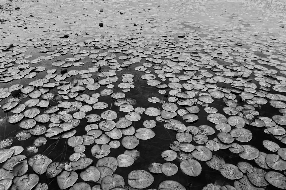 Lake Leaves Texture black and white