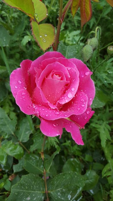 Rose Rain