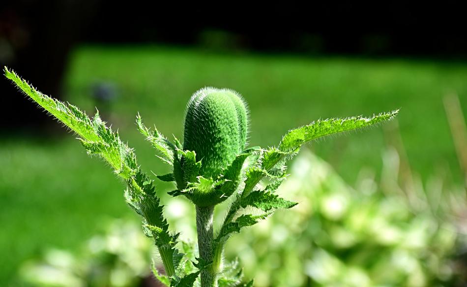 Poppy Closed Bud Close Up